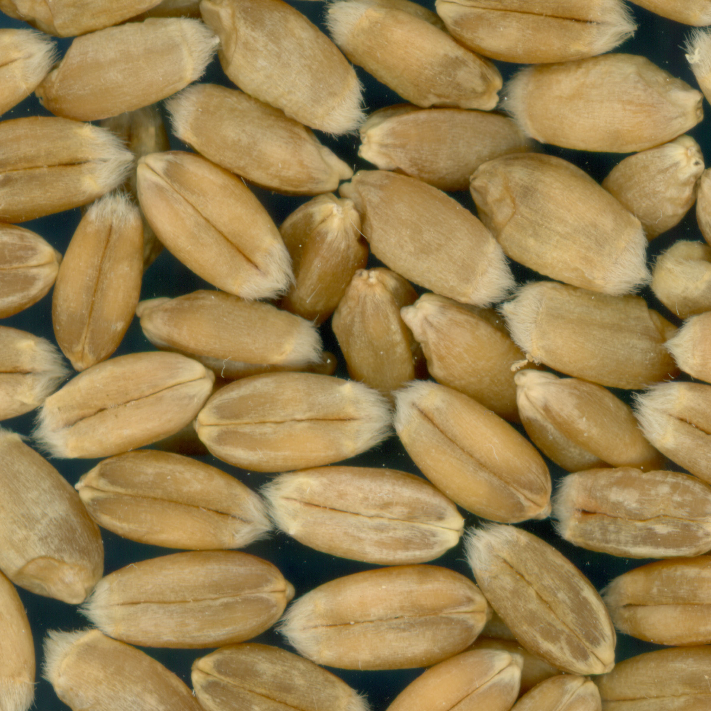 KERNELS